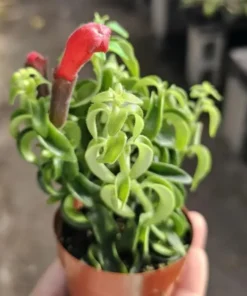 Live Lipstick Plant Curly Lipstick Plant in 2 Inches Pot Twisted Lipstick Aeschynanthus Plant Live Red Bloom Tropical Houseplant Basket Vine Plant Indoor Outdoor