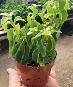 Live Lipstick Plant Curly Lipstick Plant in 2 Inches Pot Twisted Lipstick Aeschynanthus Plant Live Red Bloom Tropical Houseplant Basket Vine Plant Indoor Outdoor