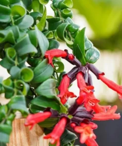 Live Lipstick Plant Curly Lipstick Plant in 2 Inches Pot Twisted Lipstick Aeschynanthus Plant Live Red Bloom Tropical Houseplant Basket Vine Plant Indoor Outdoor