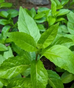 Live Longevity Spinach Plant - Well Rooted Gynura, 8-12 inch Size