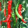 Long Red Sweet Pepper Plants Set - 90 Day Old Live Chili Pepper for Spring Planting