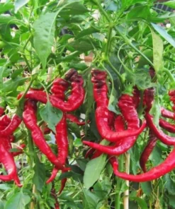 Long Red Sweet Pepper Plants Set - 90 Day Old Live Chili Pepper for Spring Planting