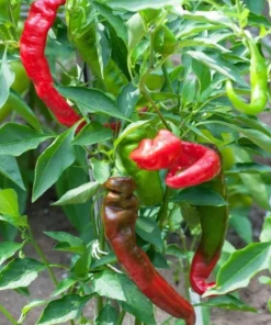 Long Red Sweet Pepper Plants Set - 90 Day Old Live Chili Pepper for Spring Planting