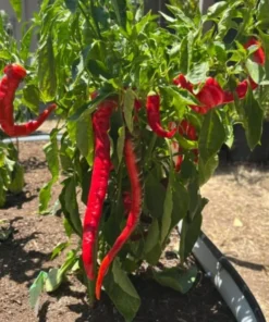 Long Red Sweet Pepper Plants Set - 90 Day Old Live Chili Pepper for Spring Planting