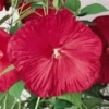 Luna Red Hardy Hibiscus Flower Plants Live Growing Garden Plant