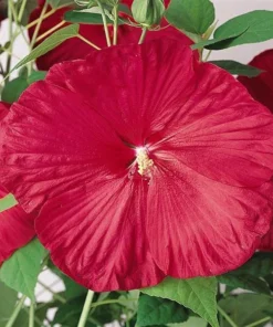 Luna Red Hardy Hibiscus Flower Plants Live Growing Garden Plant