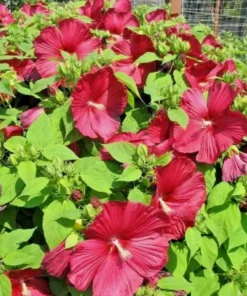 Luna Red Hardy Hibiscus Flower Plants Live Growing Garden Plant