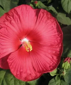Luna Red Hardy Hibiscus Flower Plants Live Growing Garden Plant
