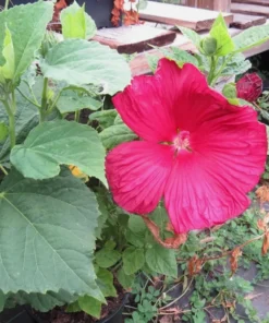 Luna Red Hardy Hibiscus Flower Plants Live Growing Garden Plant