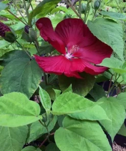 Luna Red Hardy Hibiscus Flower Plants Live Growing Garden Plant