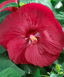 Luna Red Hardy Hibiscus Flower Plants Live Growing Garden Plant