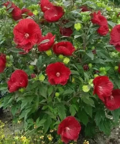 Luna Red Hardy Hibiscus Flower Plants Live Growing Garden Plant