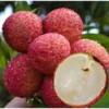 Lychee Tree 5-9" Tall Fruit Tree Live Seedling 3" Pot - Lychee Plant