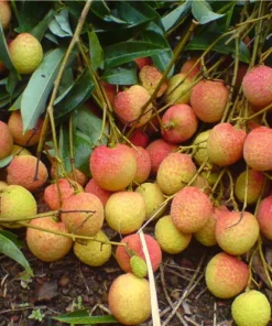 Lychee Tree 5-9" Tall Fruit Tree Live Seedling 3" Pot - Lychee Plant