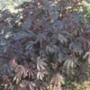 Mahogany Splendor Hibiscus Plant 36-60" Pot Cranberry Hibiscus | Drought & Deer Resistant