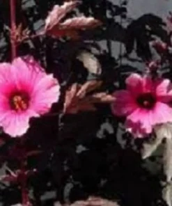 Mahogany Splendor Hibiscus Plant 36-60