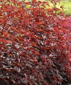 Mahogany Splendor Hibiscus Plant 36-60