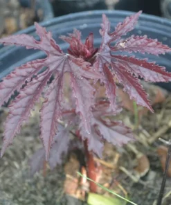 Mahogany Splendor Hibiscus Plant 36-60