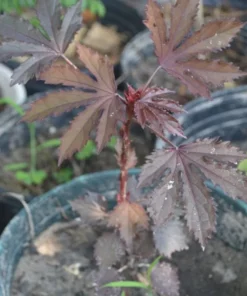 Mahogany Splendor Hibiscus Plant 36-60