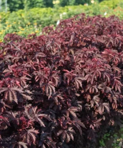 Mahogany Splendor Hibiscus Plant 36-60