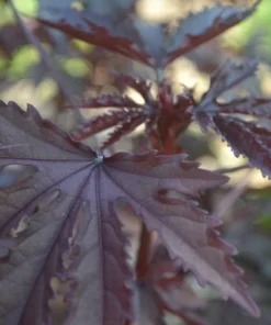 Mahogany Splendor Hibiscus Plant 36-60