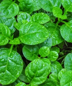 Malabar Spinach Live Plant 8-10 Inch - Organic Pui Saag in Pot
