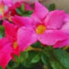 Mandevilla Pink Vine Plant - 5 Inch Tall Live Garden Plant