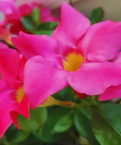 Mandevilla Pink Vine Plant - 5 Inch Tall Live Garden Plant