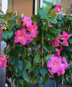 Mandevilla Pink Vine Plant - 5 Inch Tall Live Garden Plant