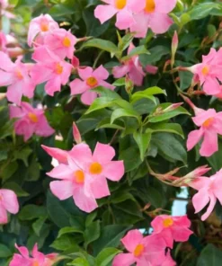 Mandevilla Pink Vine Plant - 5 Inch Tall Live Garden Plant