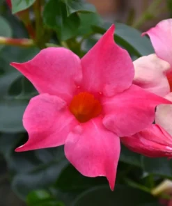 Mandevilla Pink Vine Plant - 5 Inch Tall Live Garden Plant