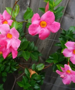 Mandevilla Pink Vine Plant - 5 Inch Tall Live Garden Plant