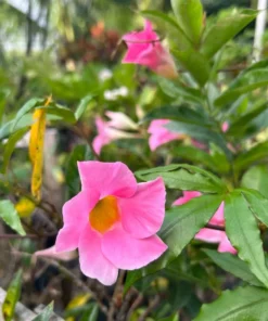 Mandevilla Pink Vine Plant - 5 Inch Tall Live Garden Plant