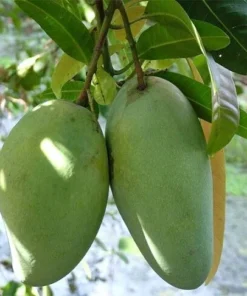 Mango Tree Live Plant 12-16 Inches Tall - One Gallon Pot