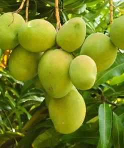 Mango Tree Live Plant 12-16 Inches Tall - One Gallon Pot