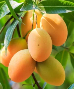 Mango Tree Live Plant 12-16 Inches Tall - One Gallon Pot