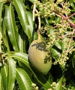 Mango Tree Live Plant 12-16 Inches Tall - One Gallon Pot