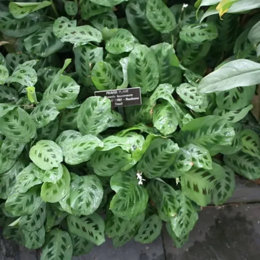 Maranta Prayer Plant Green Cold Hardy - No Pot Cut Back