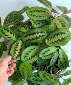 Maranta Prayer Plant Green Cold Hardy – No Pot Cut Back