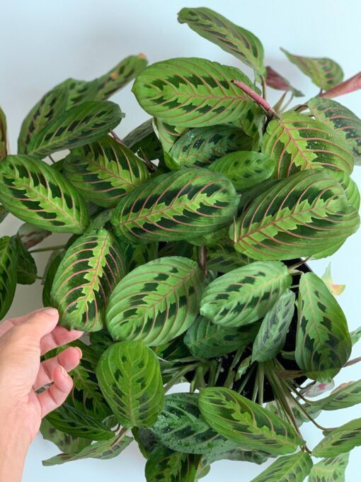 Maranta Prayer Plant Green Cold Hardy – No Pot Cut Back