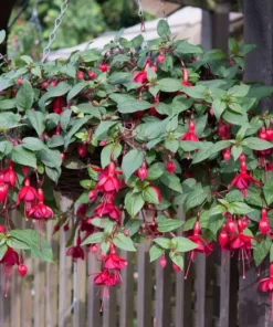 Marinka Fuchsia Starter Plant Red Fuchsia Flowers 4-8" Tall in 4" Pot, Ship No Pot