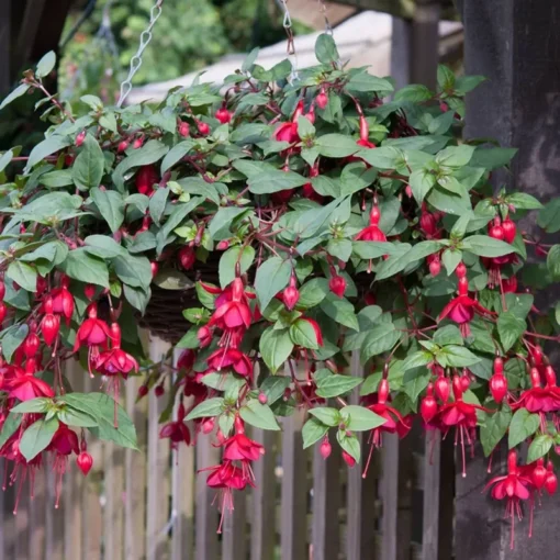 Marinka Fuchsia Starter Plant Red Fuchsia Flowers 4-8" Tall in 4" Pot, Ship No Pot