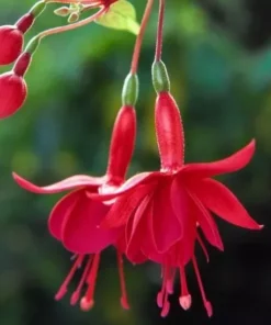 Marinka Fuchsia Starter Plant Red Fuchsia Flowers 4-8
