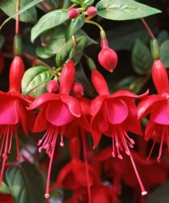 Marinka Fuchsia Starter Plant Red Fuchsia Flowers 4-8