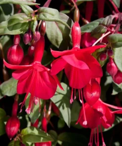 Marinka Fuchsia Starter Plant Red Fuchsia Flowers 4-8