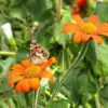 Mexican Sunflower Plant - Bright Orange Blooms - Easy to Grow
