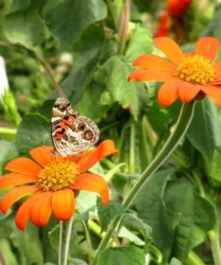 Mexican Sunflower Plant - Bright Orange Blooms - Easy to Grow