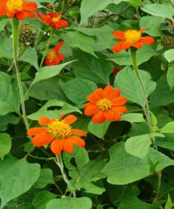 Mexican Sunflower Plant - Bright Orange Blooms - Easy to Grow