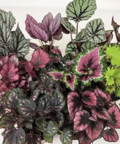 Mixed Rex Begonia Plant 4 inch Nursery Pot - Grower's Choice