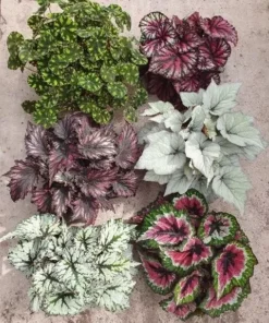 Mixed Rex Begonia Plant 4 inch Nursery Pot - Grower's Choice